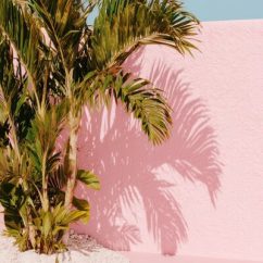 A light, editorial lifestyle photograph of palm tree shadows cast across a warm, neutral wall, with subtle hints of blush or coral tones. The composition focuses on light and shadow rather than objects. No people are visible. Lighting is bright and natural, creating an airy, sun-drenched mood. The image feels calm, optimistic, and aspirational, like a magazine detail shot no text, no borders. --ar 3:4 --profile cdolety --v 7 Job ID: 94ad6230-24e3-436d-9618-61738a495ed7
